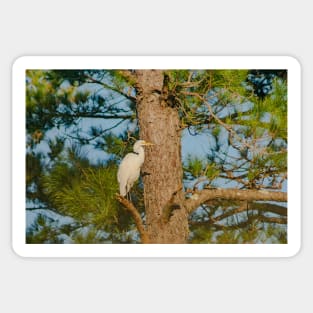 Great egret in North Carolina Sticker